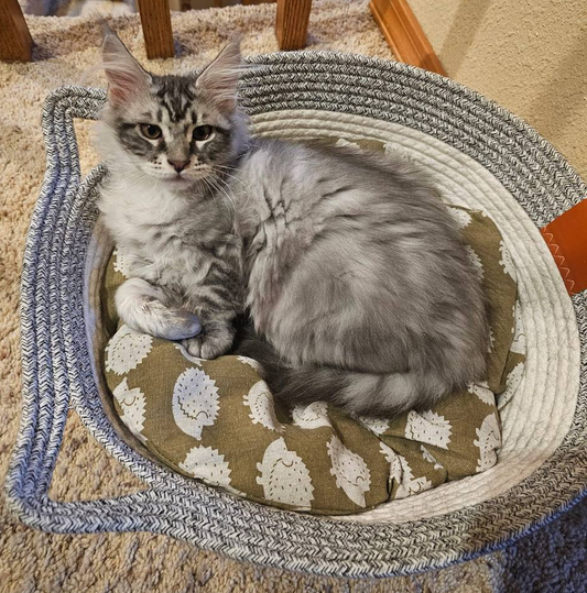 Nido dell'Istinto: Cesta Territoriale in Fibra